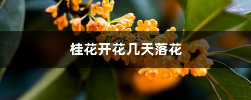 桂花开花几天落花，桂花花期管理