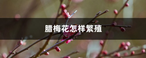 腊梅花怎样繁殖