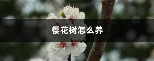 樱花树怎么养