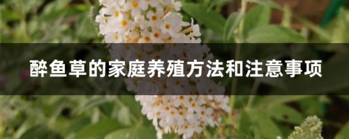 醉鱼草的家庭养殖方法和注意事项