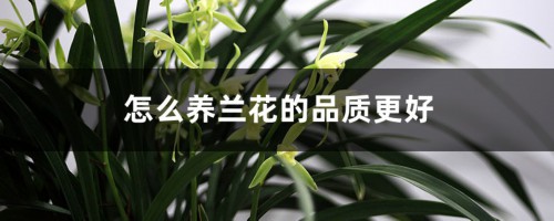 怎么养兰花的品质更好