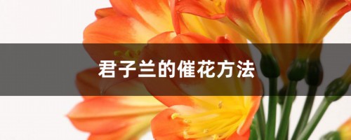 君子兰的催花方法